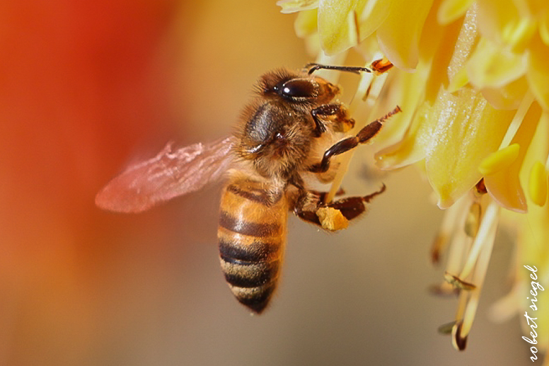 bee